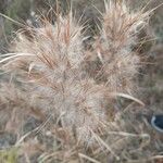 Andropogon virginicus