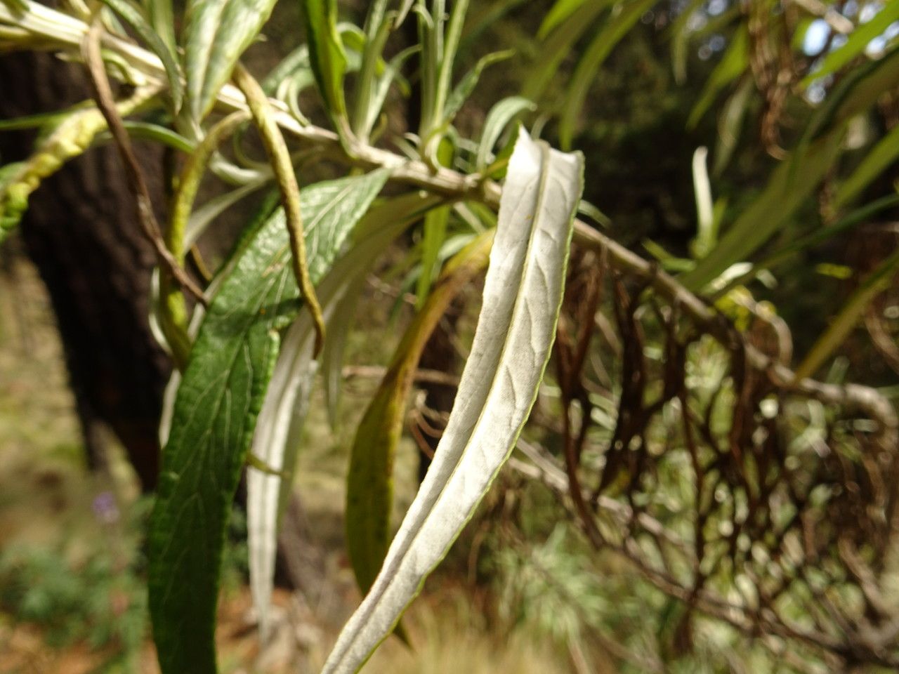 Senecio cinerarioides — houseplant care guide