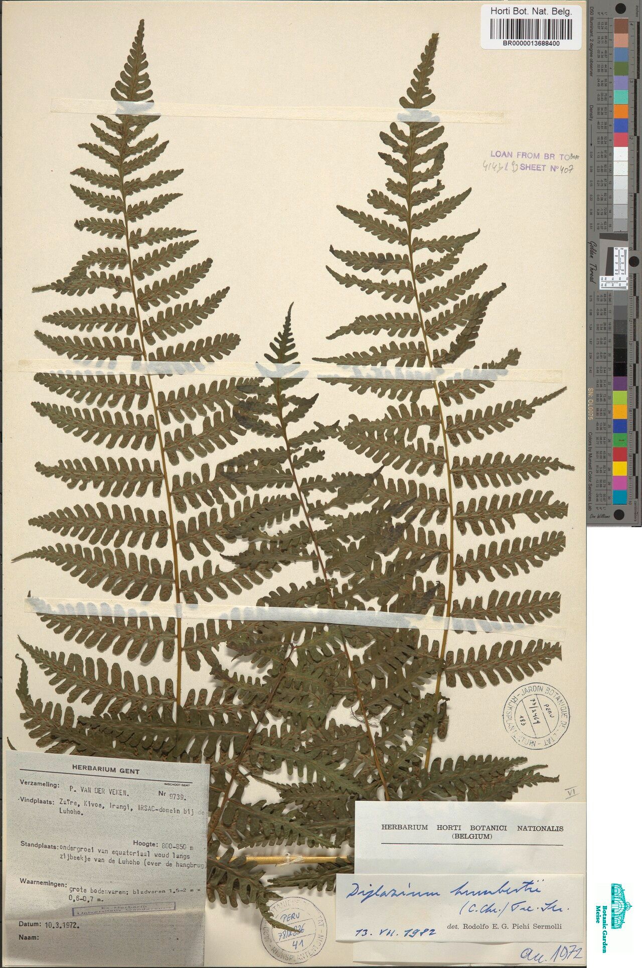 Diplazium humbertii — houseplant care guide