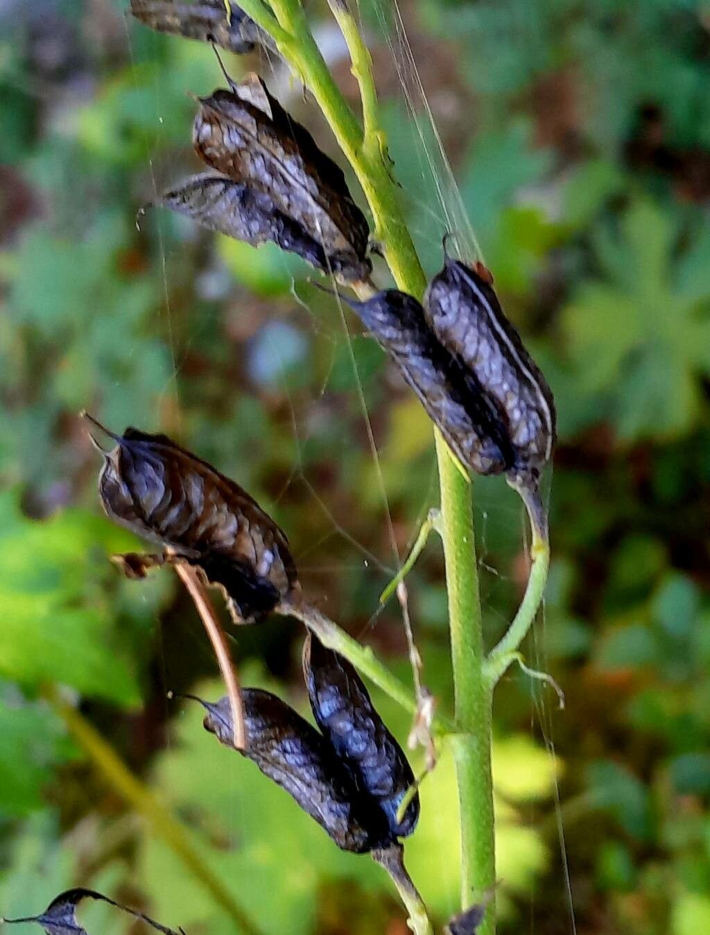 Aconitum variegatum fruit