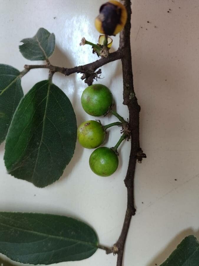 Casearia lasiophylla fruit