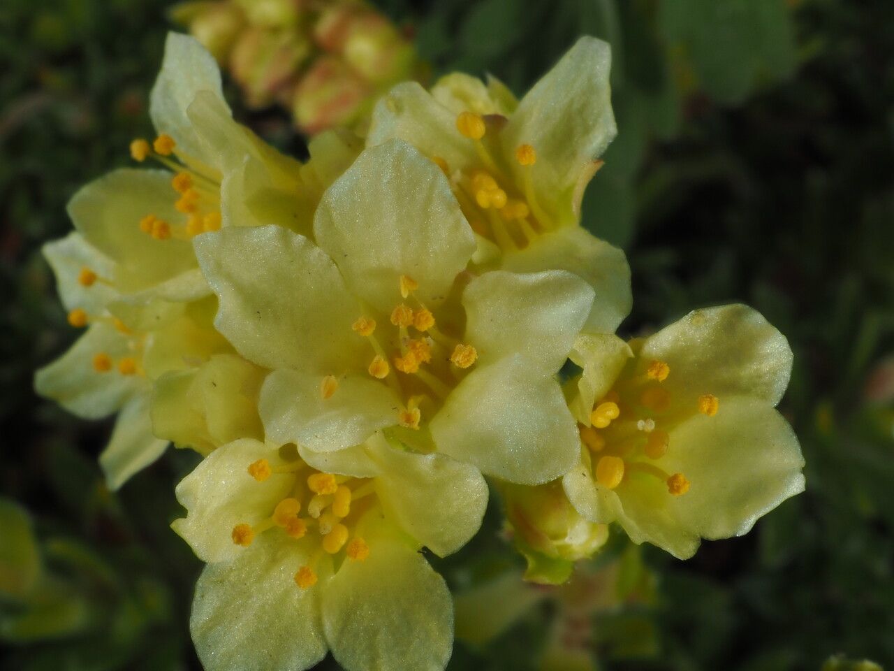Saxifraga × apiculata flower
