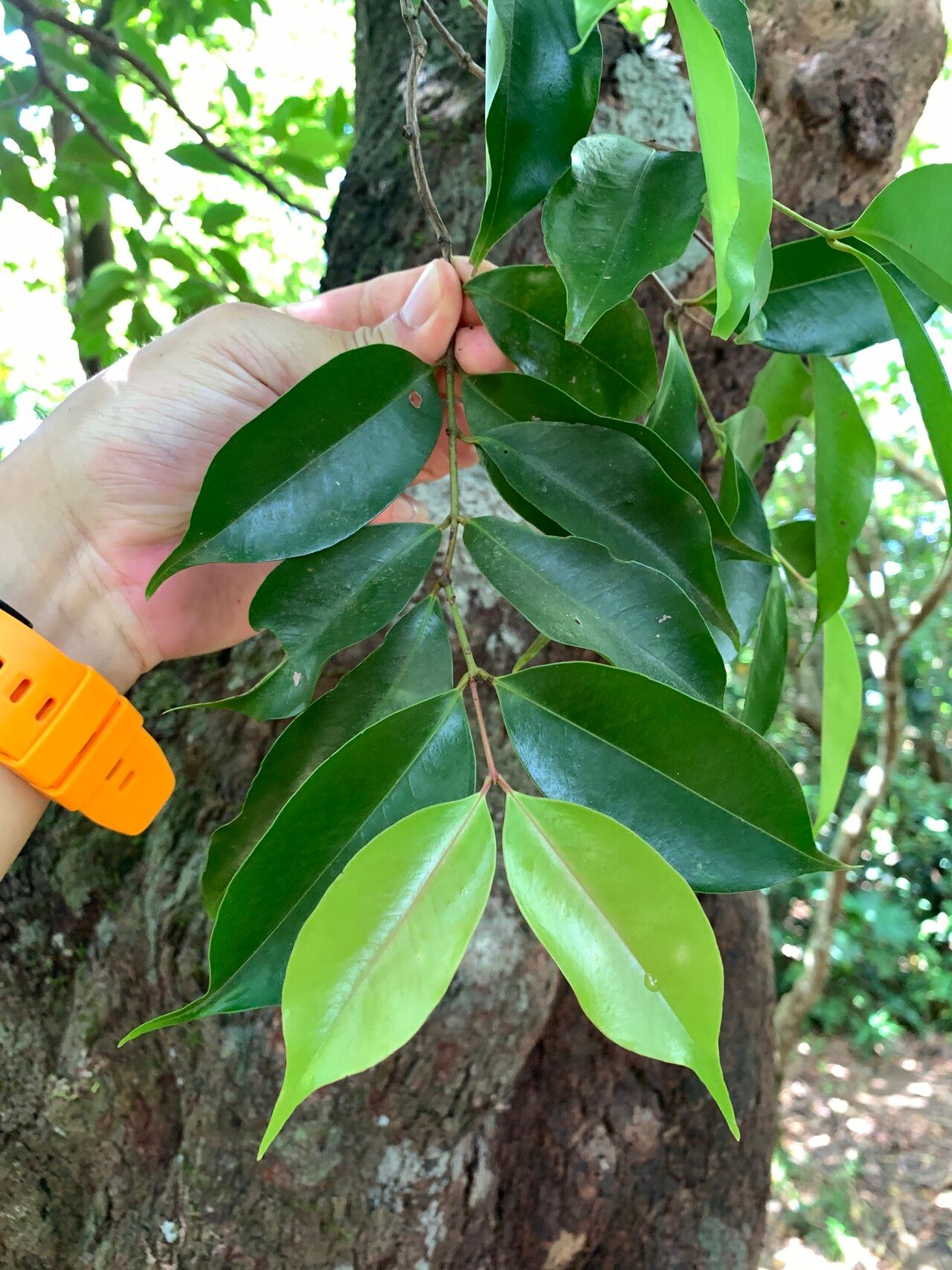 Syzygium acuminatissimum leaf