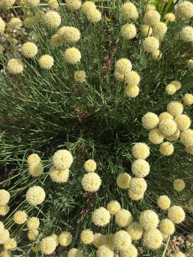 Santolina pectinata flower