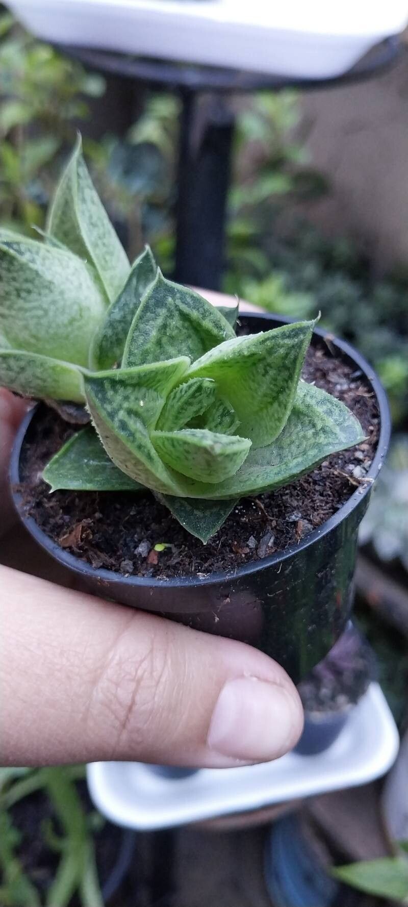 Echeveria purpusiorum flower