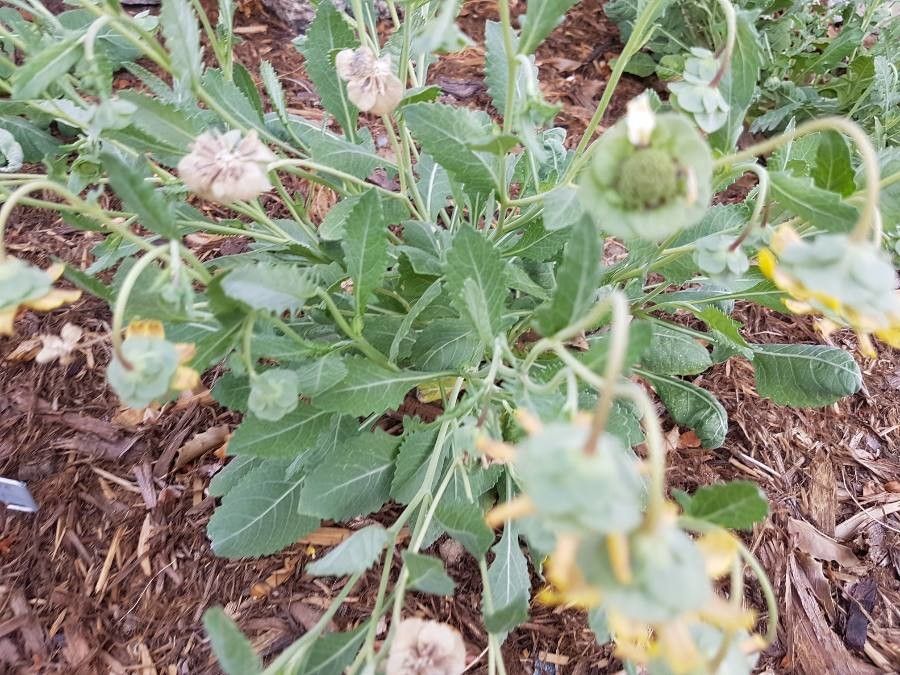 Berlandiera lyrata leaf