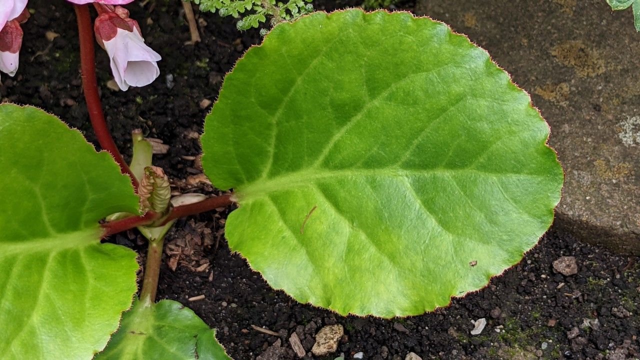 Bergenia cordifolia leaf