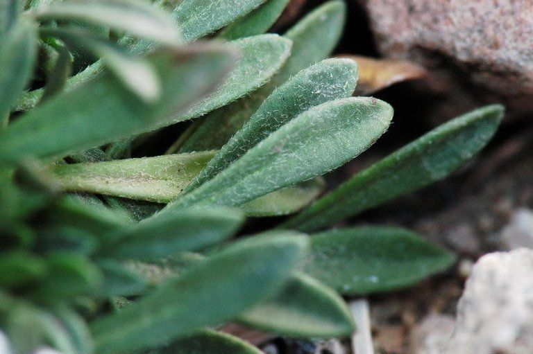 Townsendia spathulata — houseplant care guide
