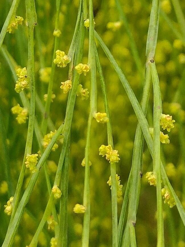 Exocarpos cupressiformis flower