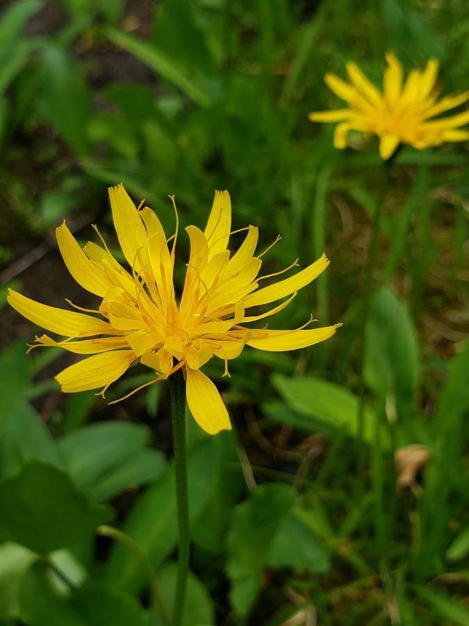 Microseris borealis — related species from the same genus