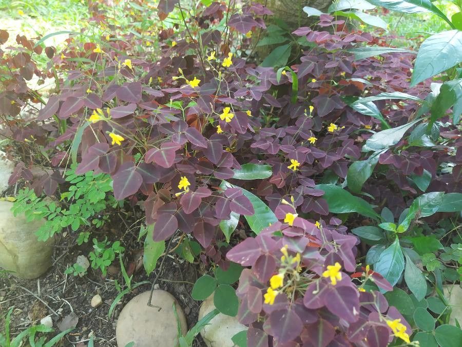 Oxalis hedysaroides habit