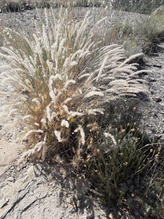 Melica ciliata flower