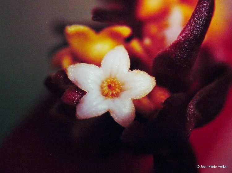 Acropogon calcicola — related species from the same genus