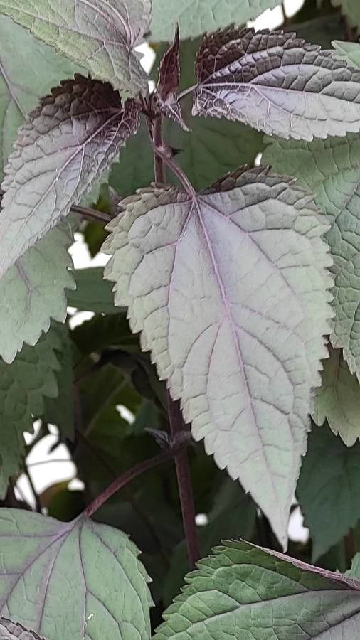 Eupatorium rugosum — search result for 'Eupatorium'