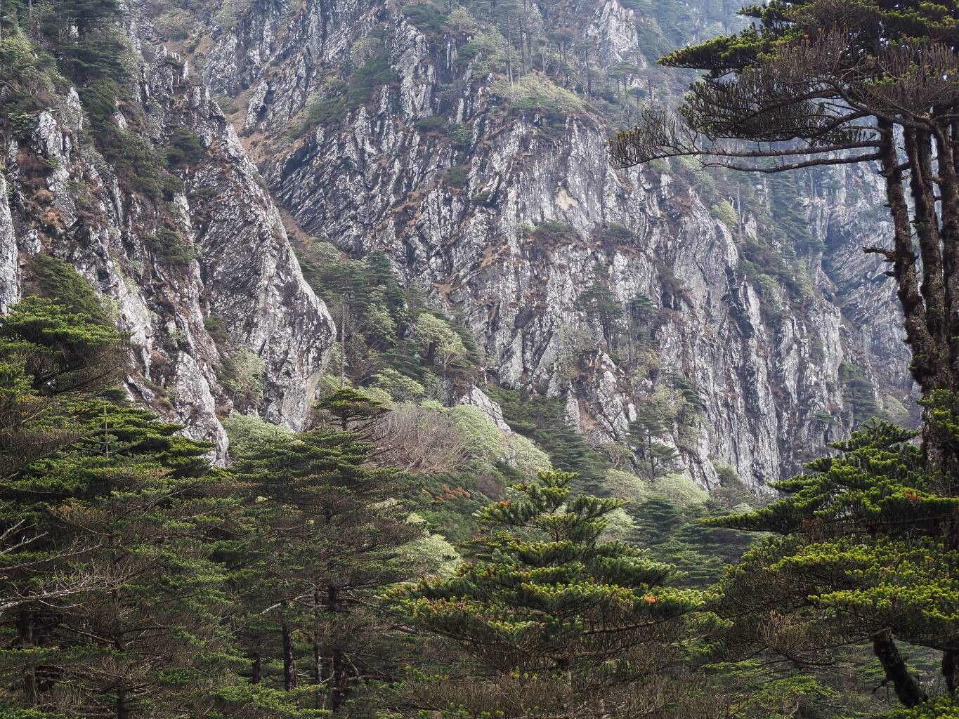 Abies delavayi habit
