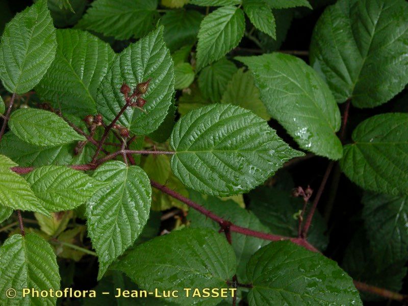 Rubus guentheri leaf