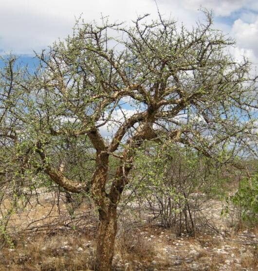 Commiphora merkeri habit