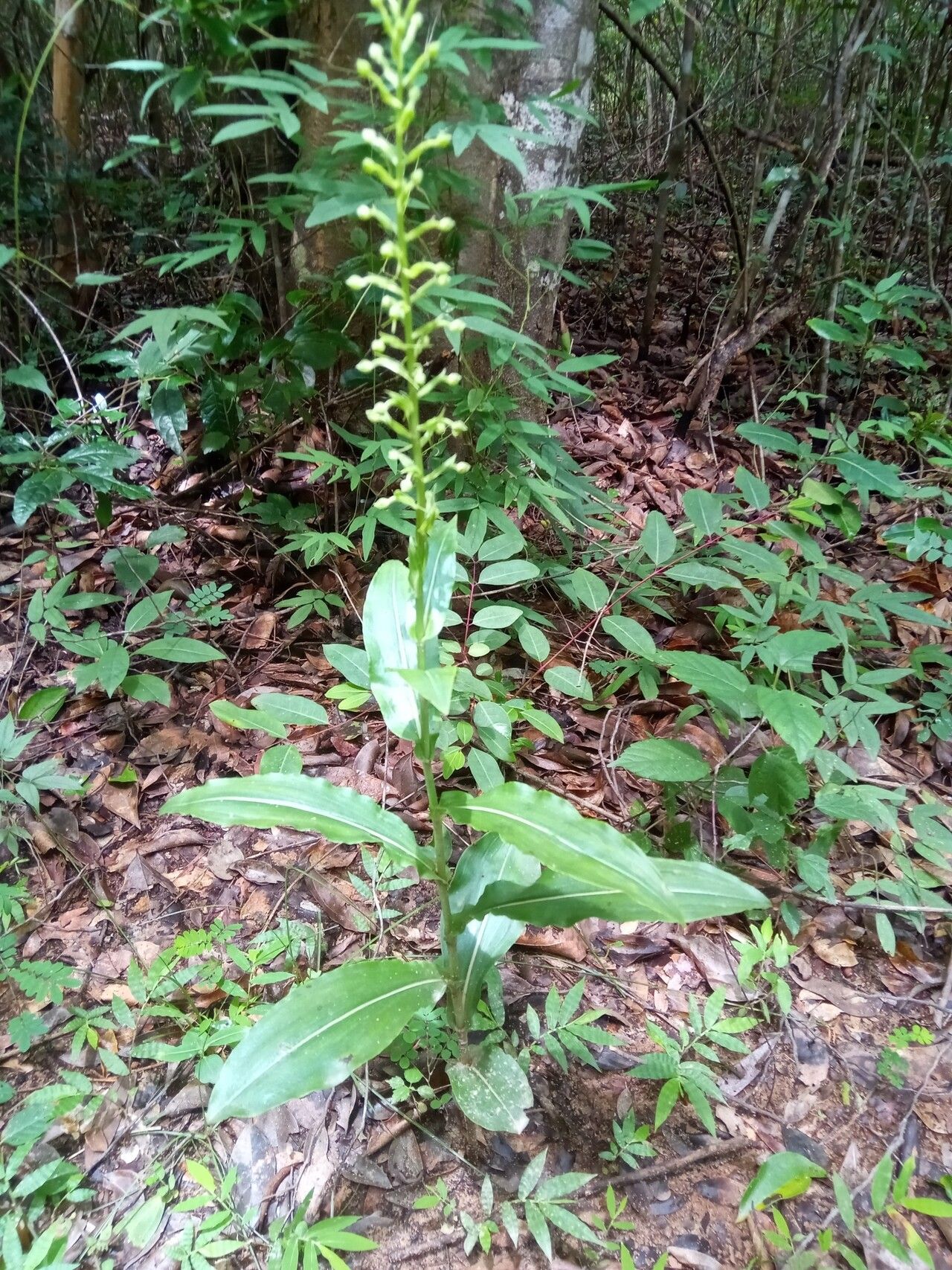 Habenaria boiviniana habit