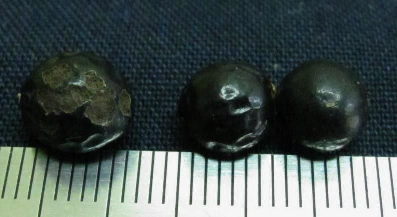 Chamaedorea pygmaea — search result for 'Chamaedorea'