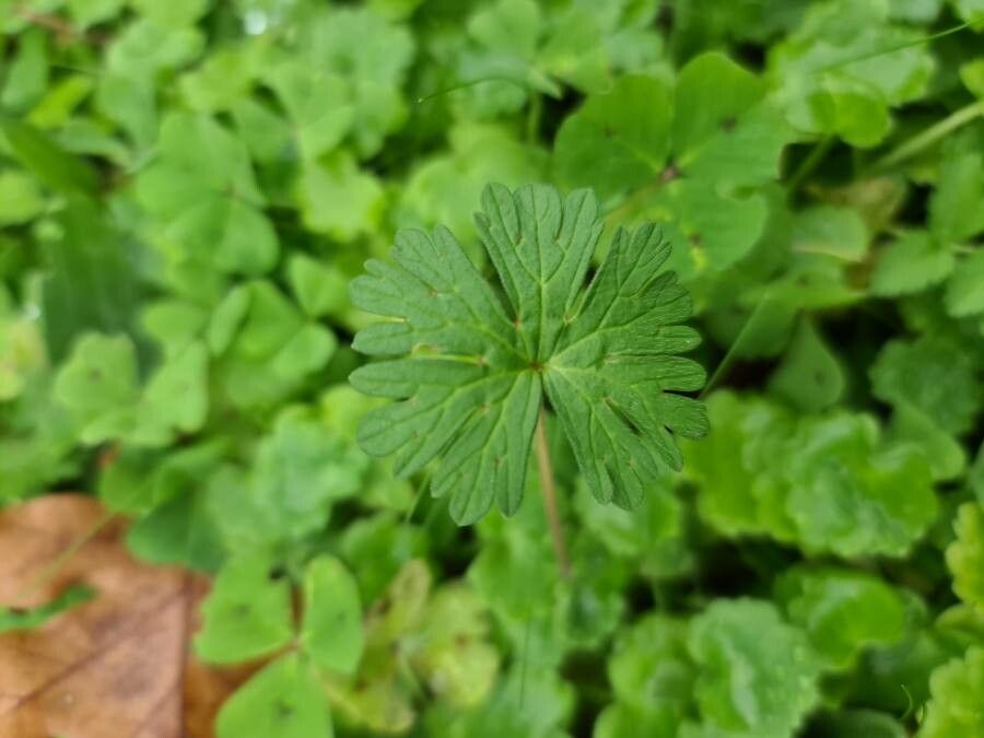 Geranium molle — search result for 'Geranium'