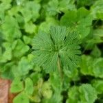 Geranium molle