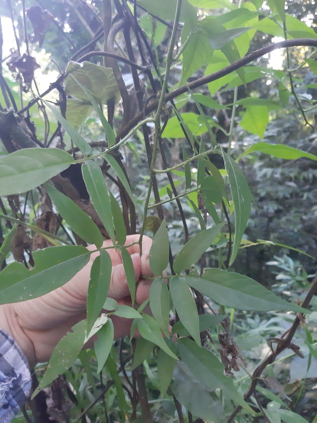 Solanum alternatopinnatum leaf