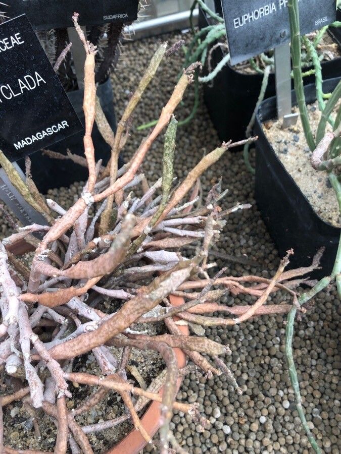 Euphorbia platyclada — search result for 'Euphorbiaceae'