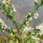 Symphyotrichum ericoides