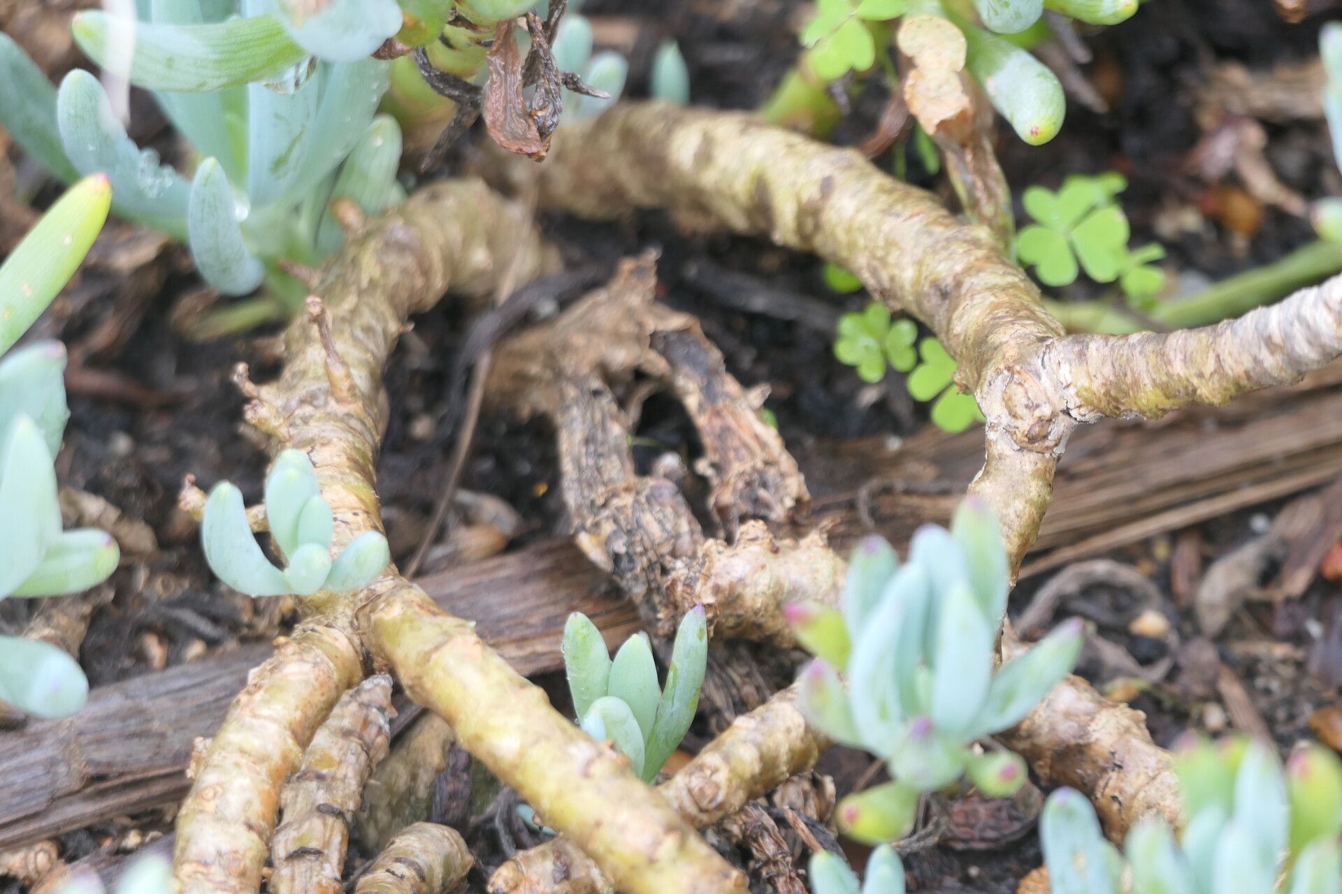 Curio crassulifolius bark