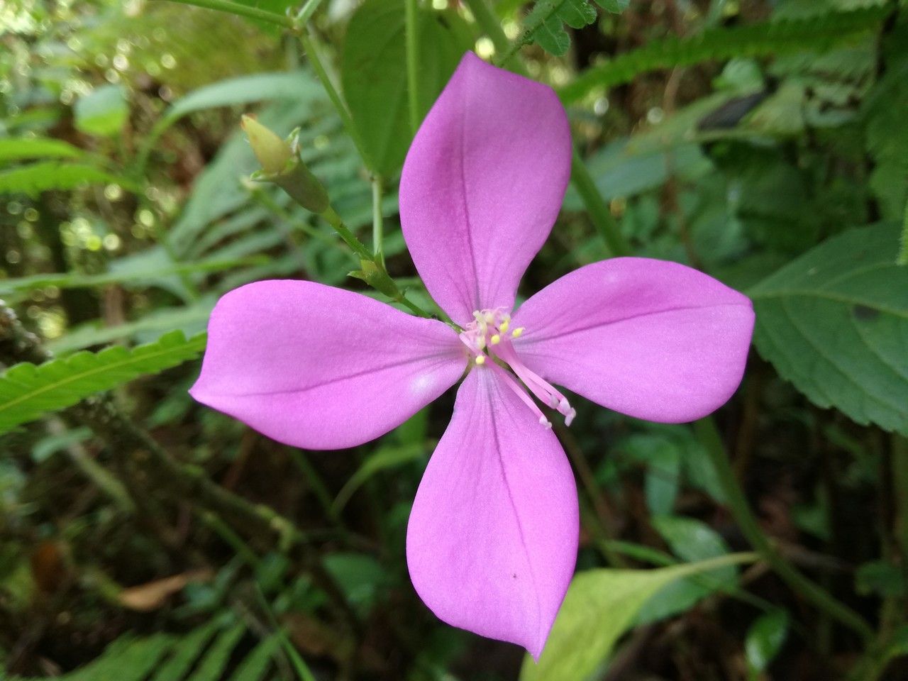 Arthrostemma ciliatum flower