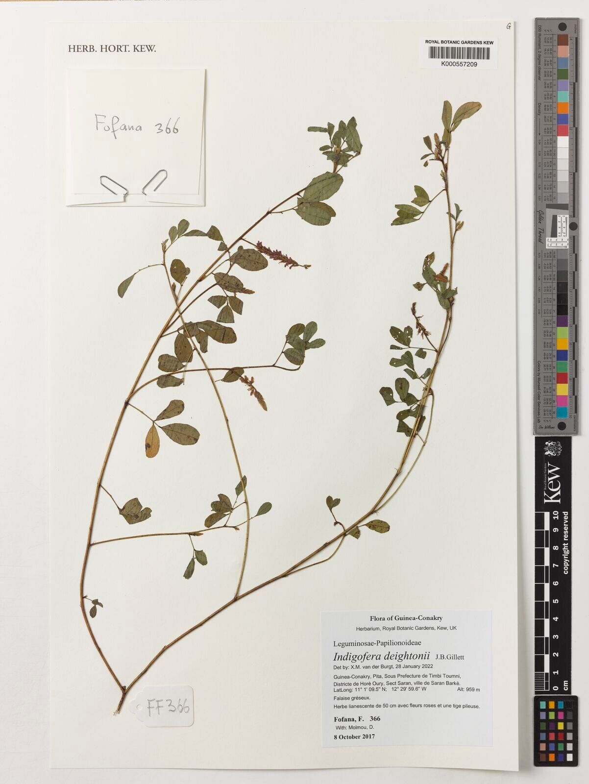 Indigofera deightonii — search result for 'Indigofera'