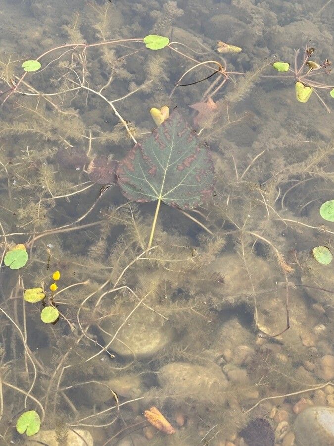 Utricularia foliosa — search result for 'Utricularia'