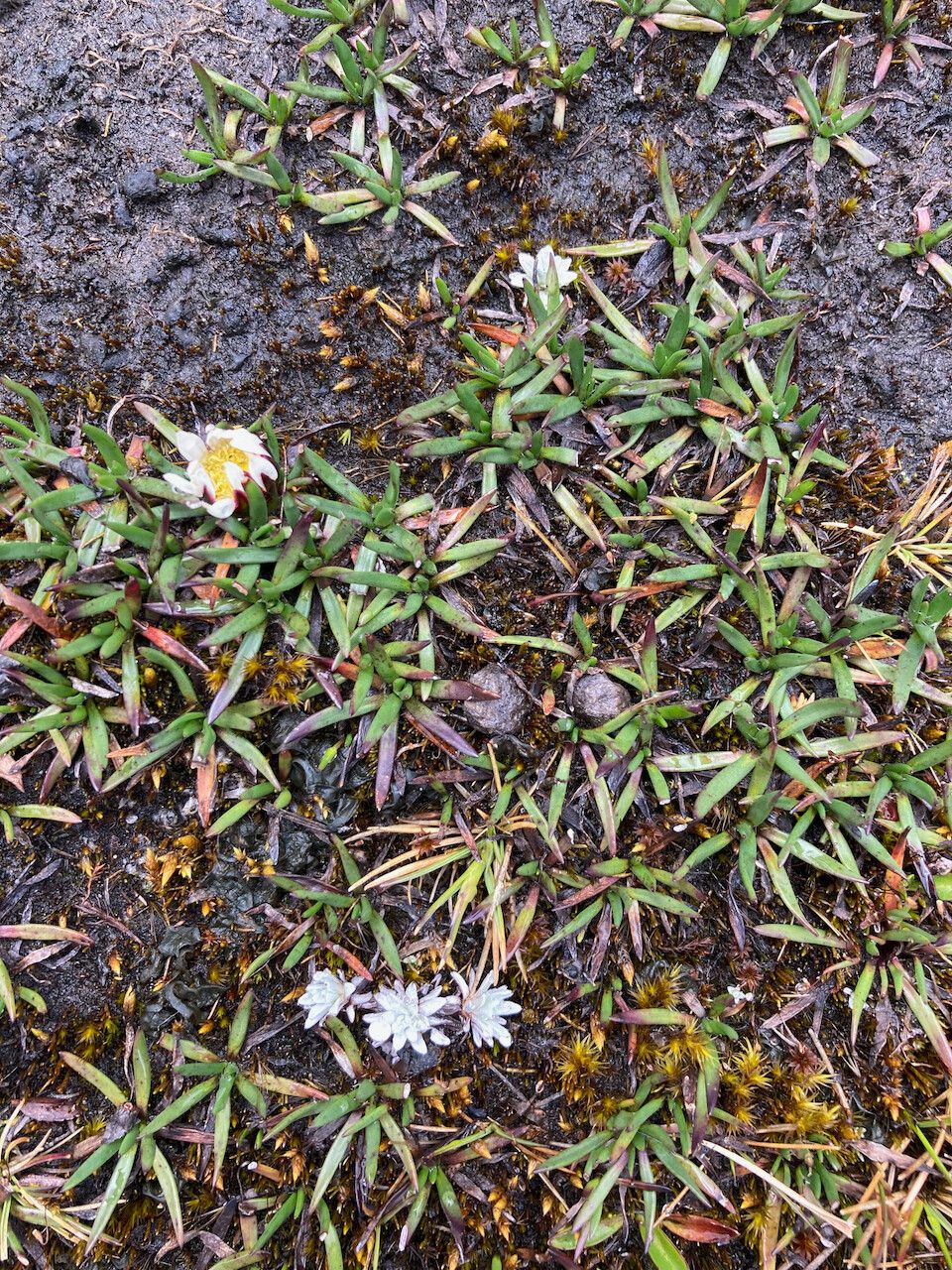 Werneria pygmaea habit