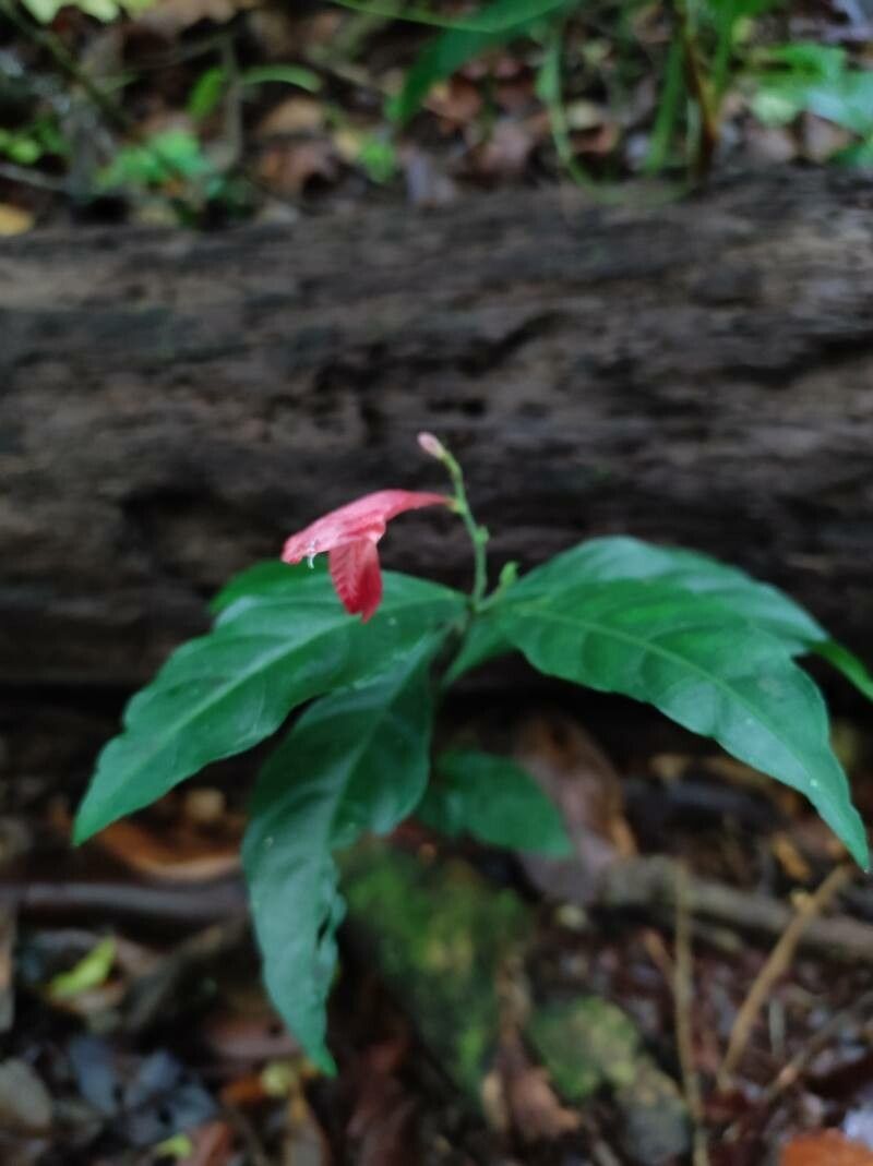Dianthera glabra — search result for 'Dianthera'