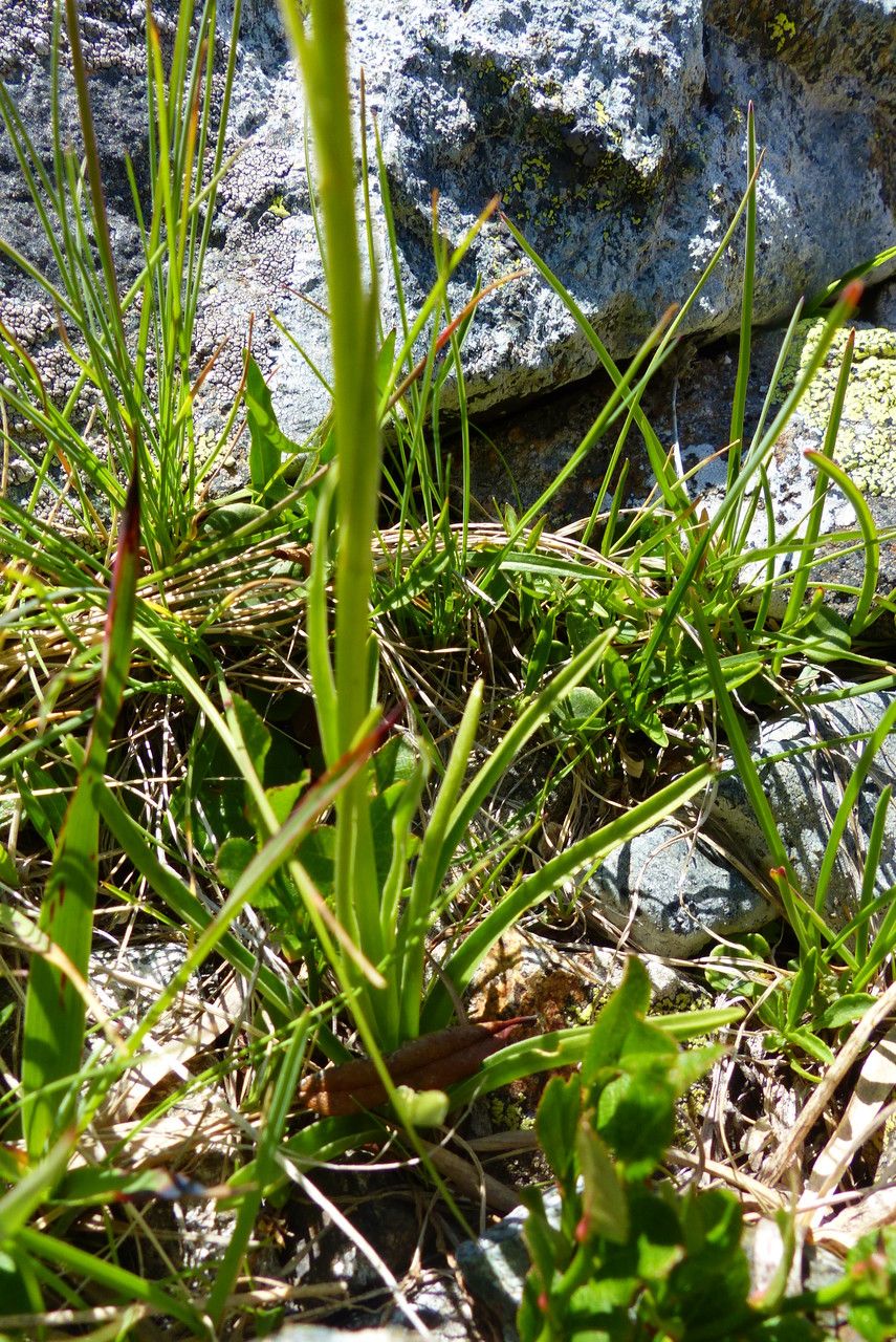 Gymnadenia nigra leaf