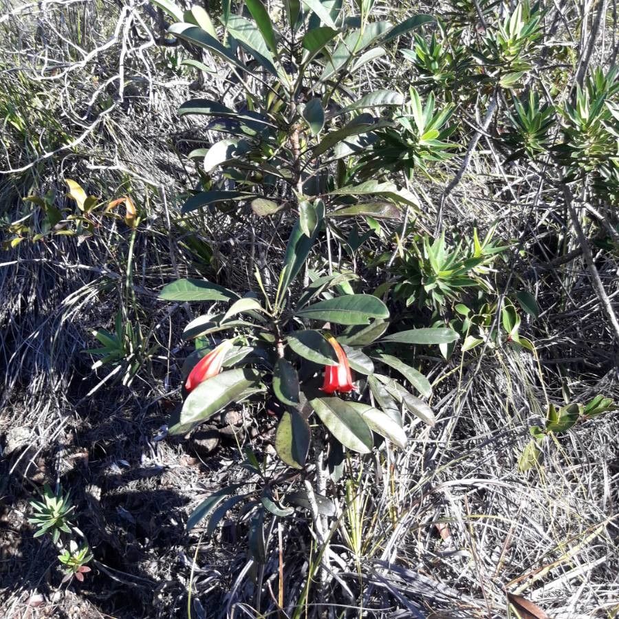 Thiollierea lenormandii — houseplant care guide