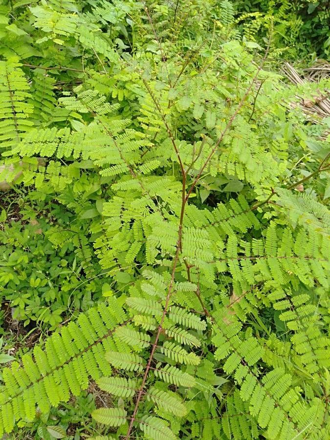 Caesalpinia mimosoides — search result for 'Caesalpinia'