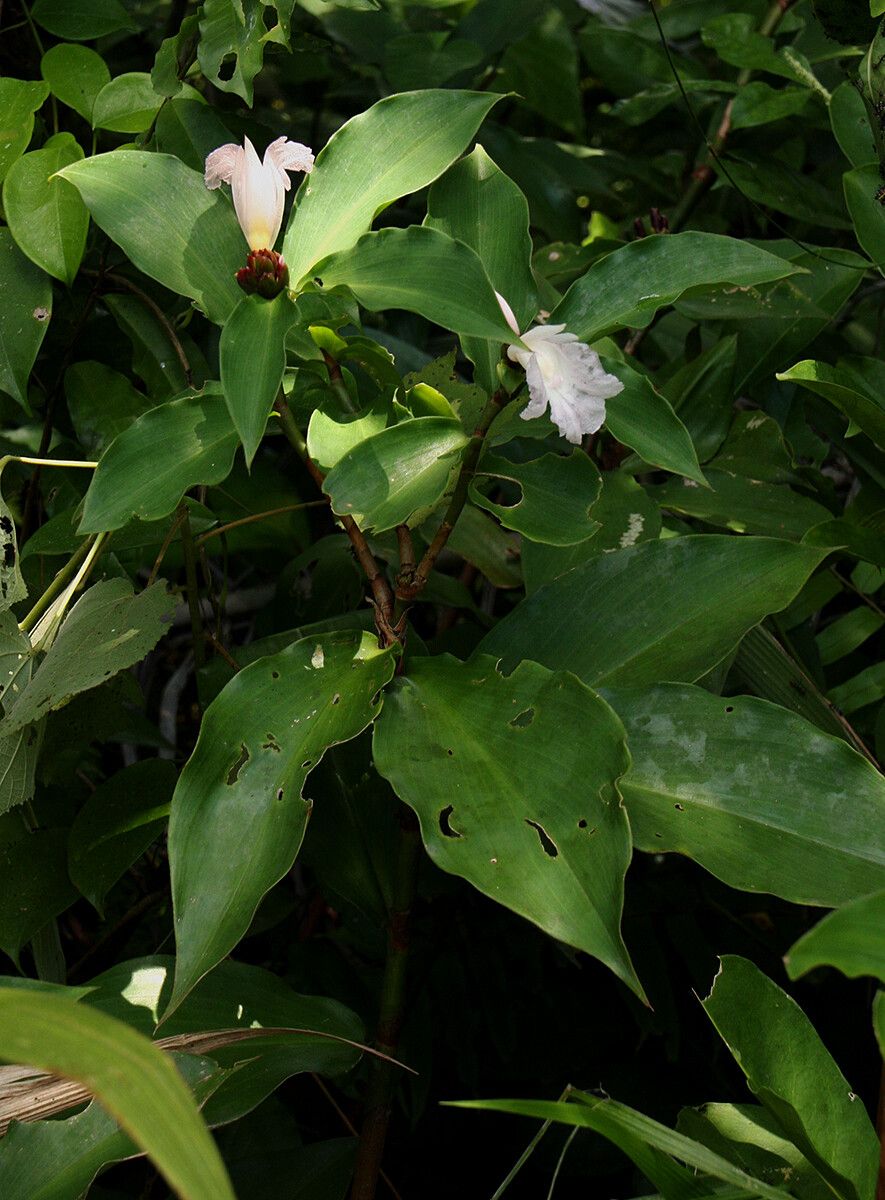 Costus phyllocephalus habit