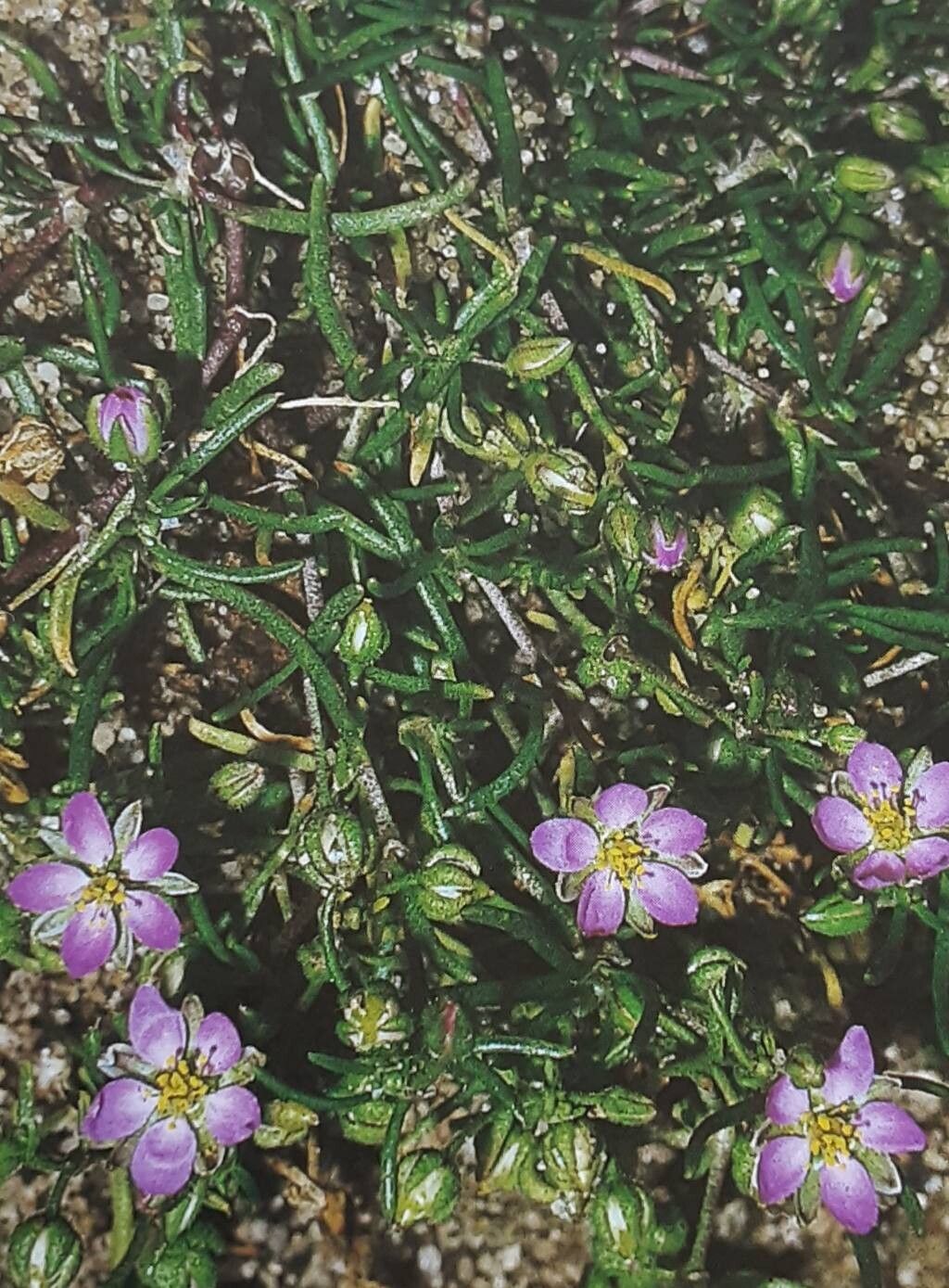 Spergularia echinosperma habit