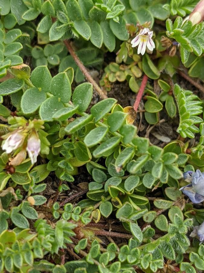 Oxytropis helvetica leaf