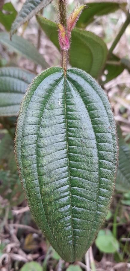 Miconia australis — search result for 'Miconia'