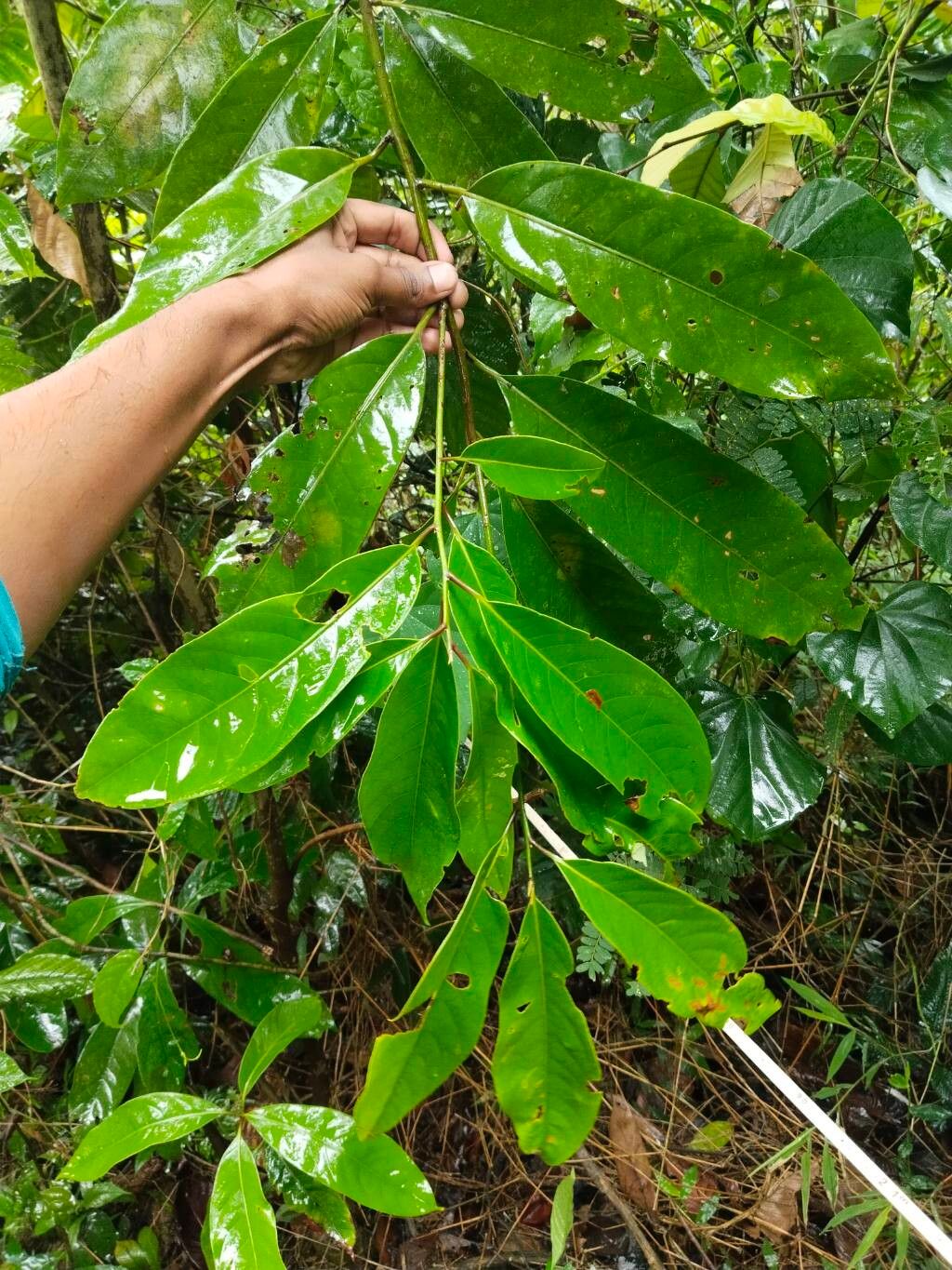 Beilschmiedia brandisii — houseplant care guide