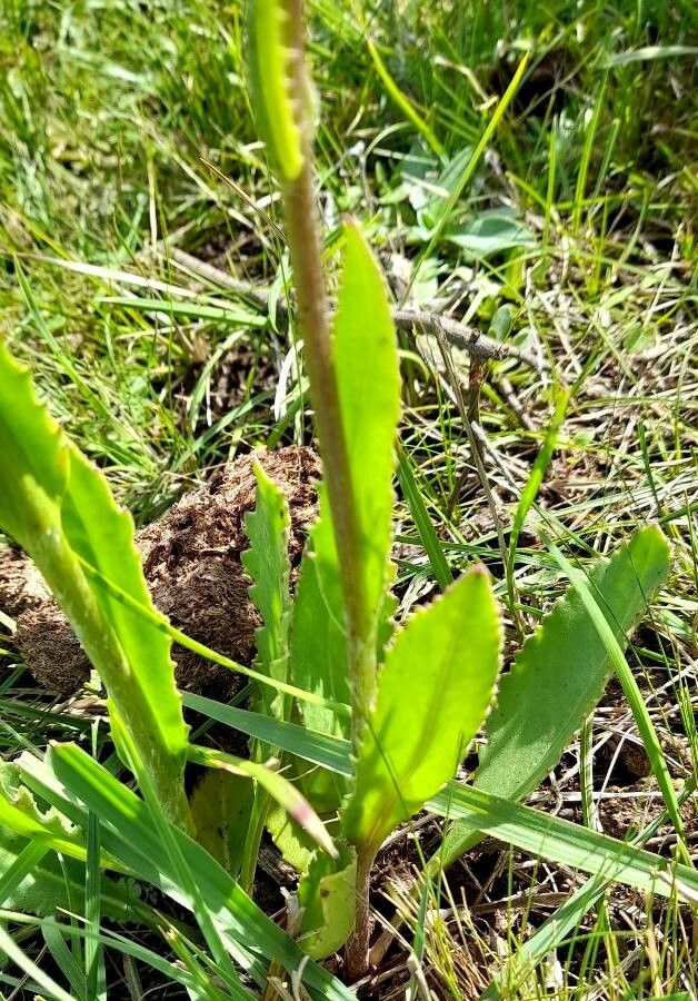 Senecio pulcher — search result for 'Uruguay'