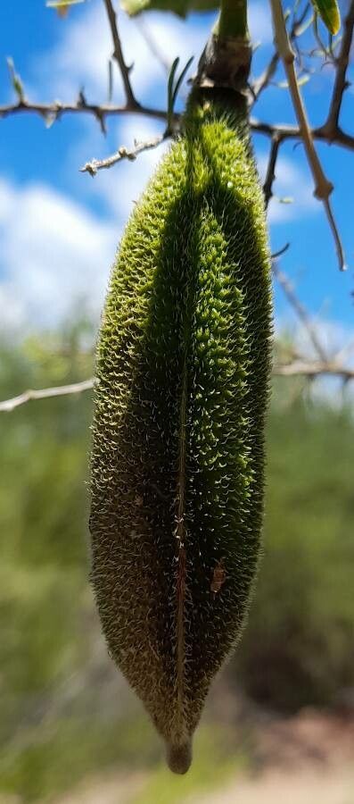 Amphilophium cynanchoides fruit