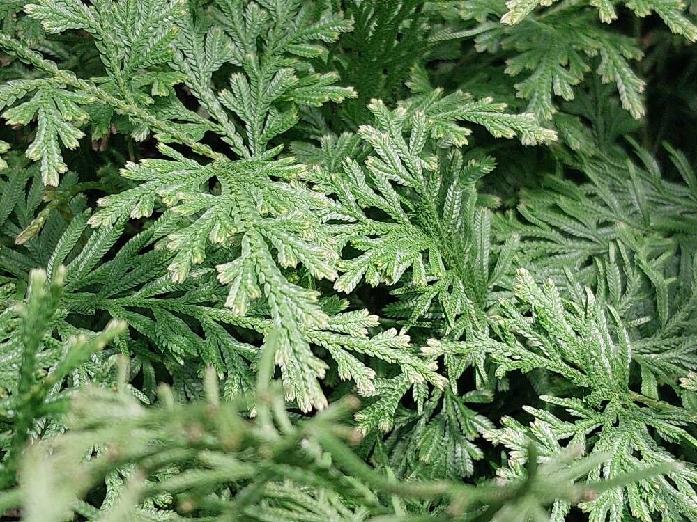 Selaginella ornithopodioides — houseplant care guide