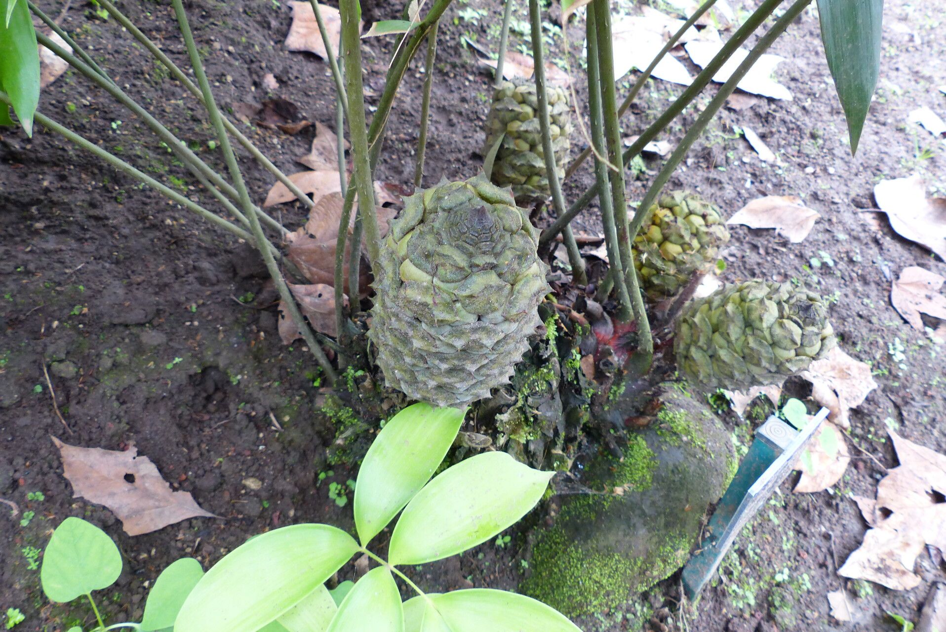 Ceratozamia huastecorum flower