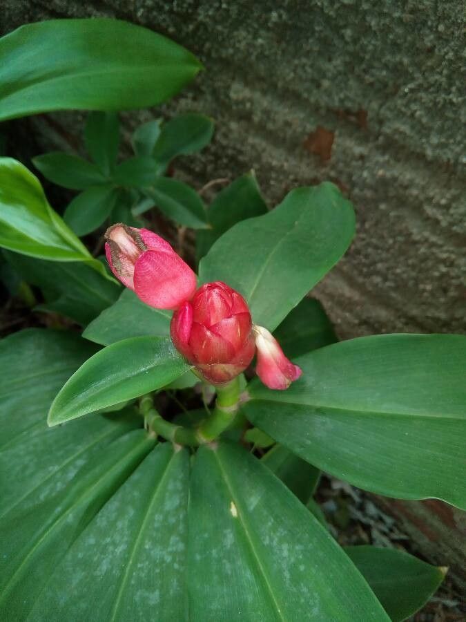 Costus spiralis flower
