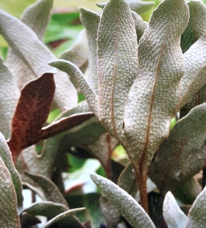 Pyrrosia polydactylos — houseplant care guide