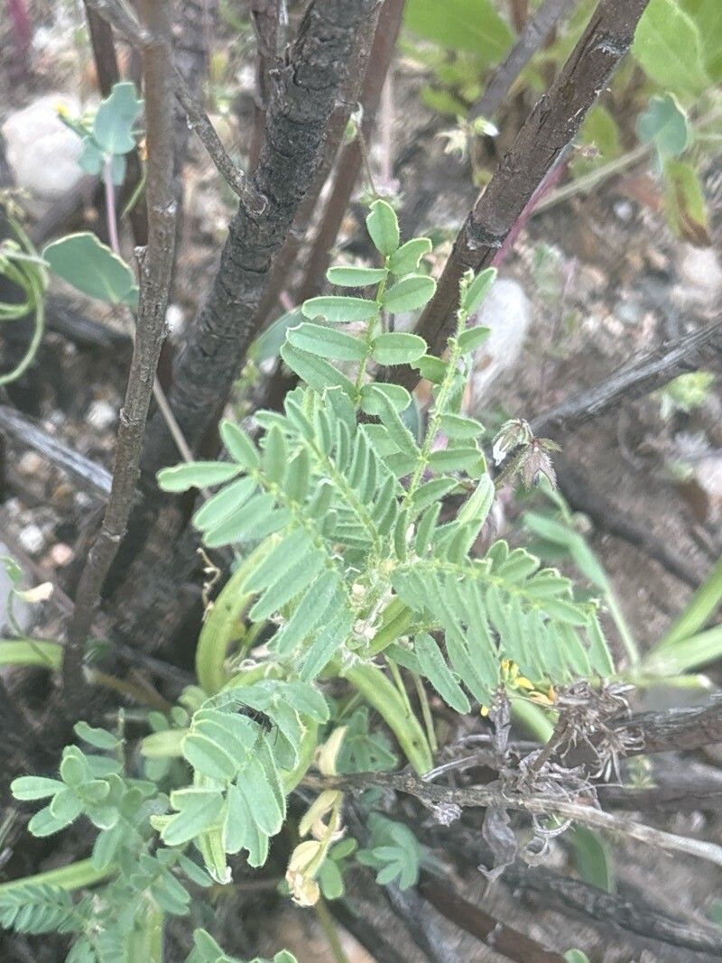 Astragalus scorpioides leaf