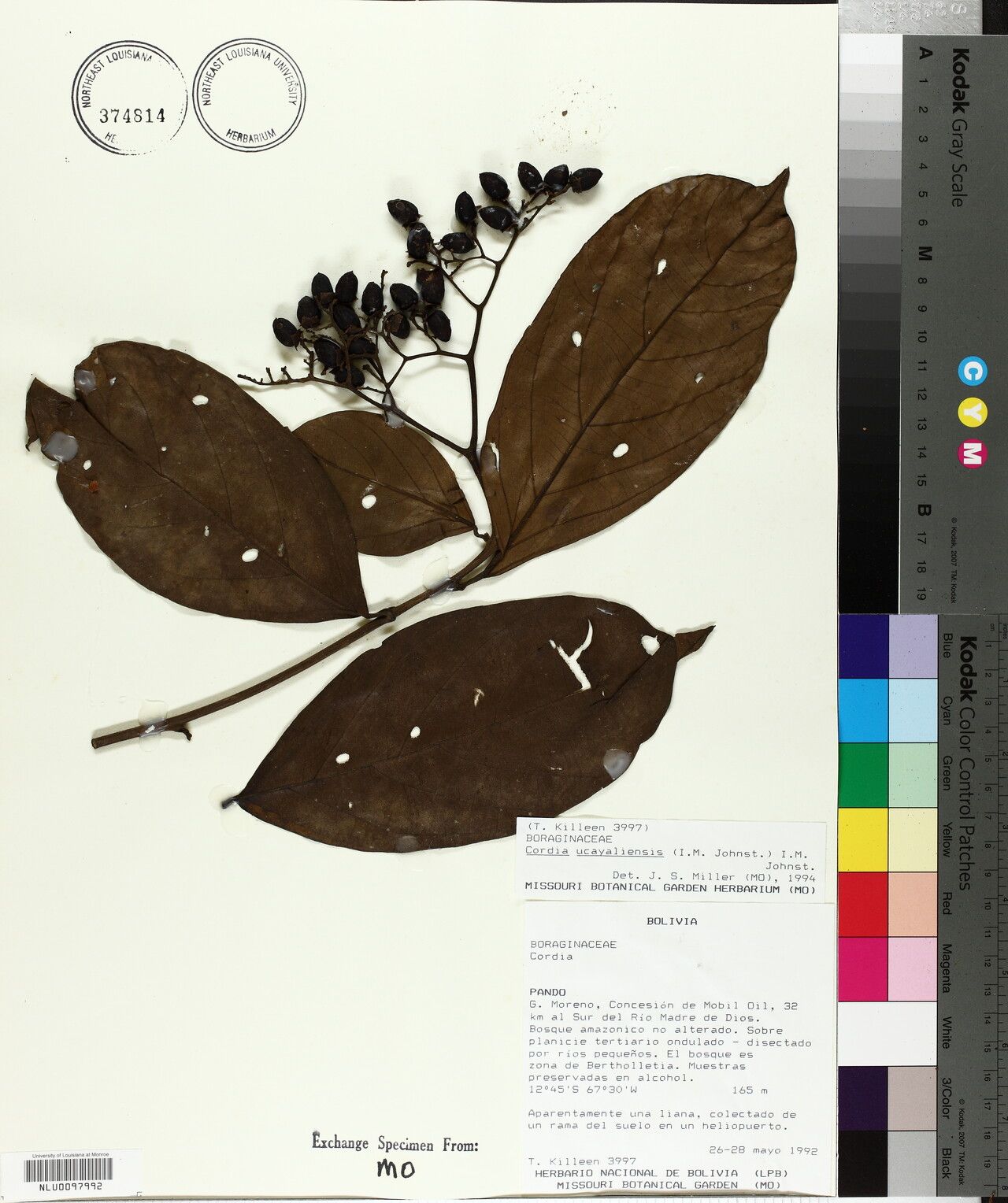 Cordia ucayaliensis — houseplant care guide